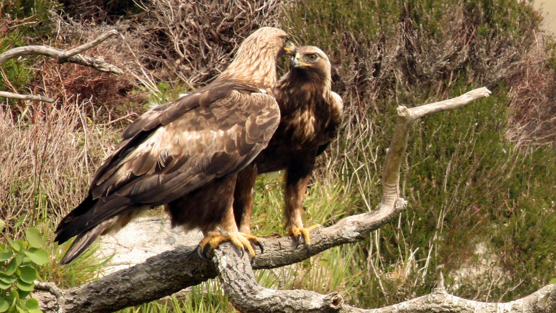 HTA x RSPB Series: Part two - The Harris Tweed Authority