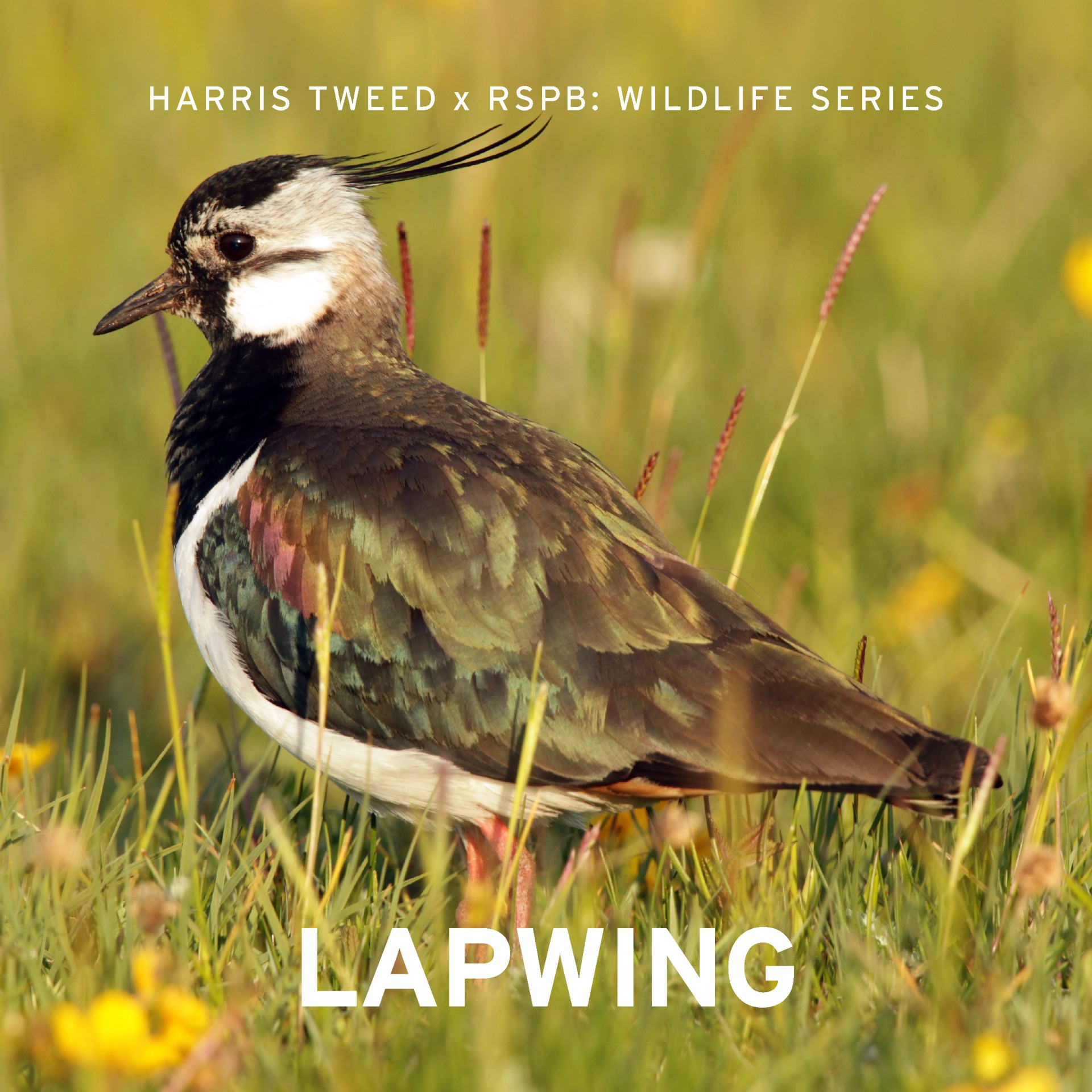 Harris Tweed RSPB birds tweed series