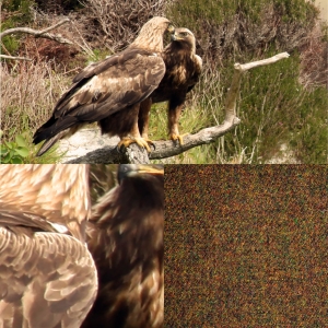 Harris Tweed golden eagle