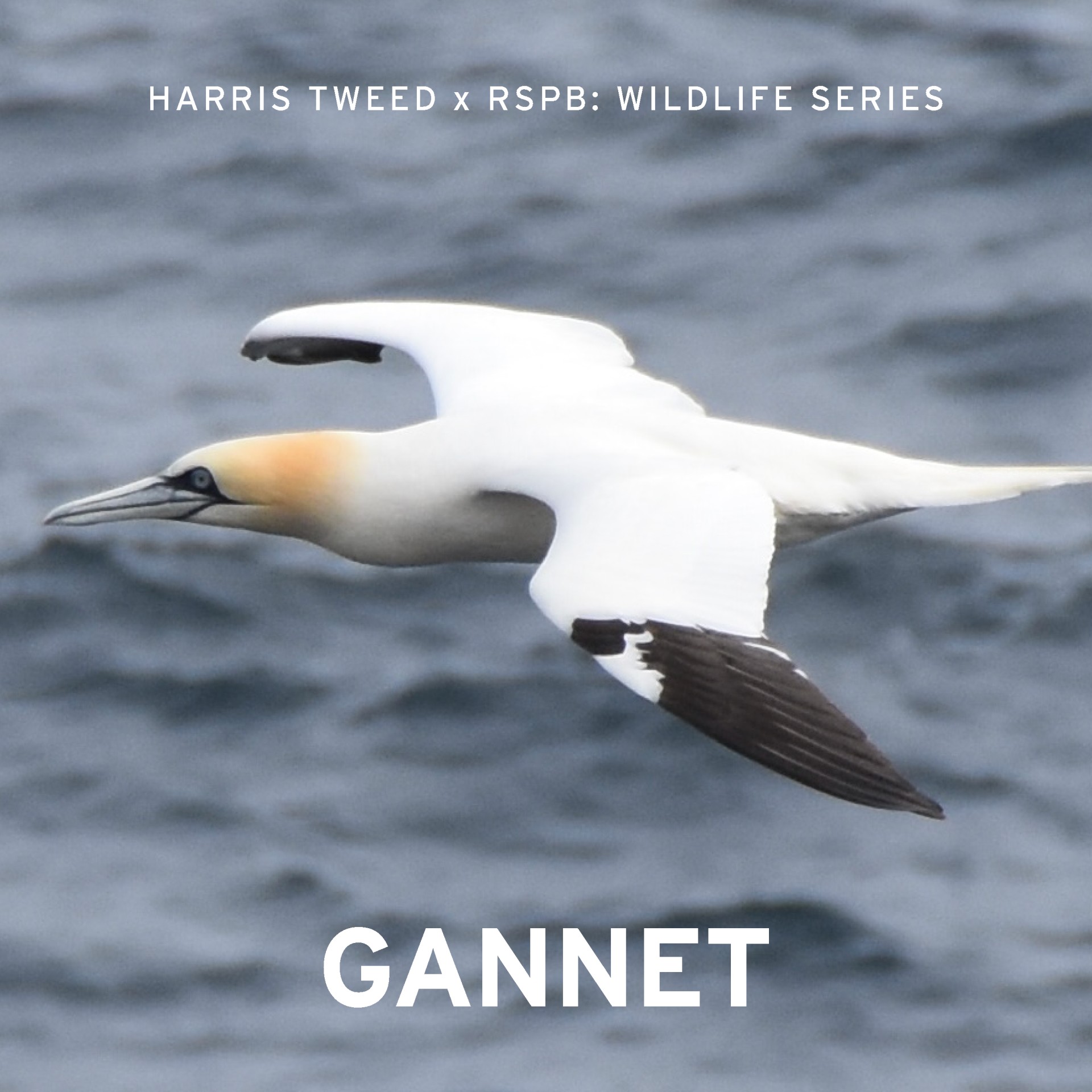 Harris Tweed RSPB gannet