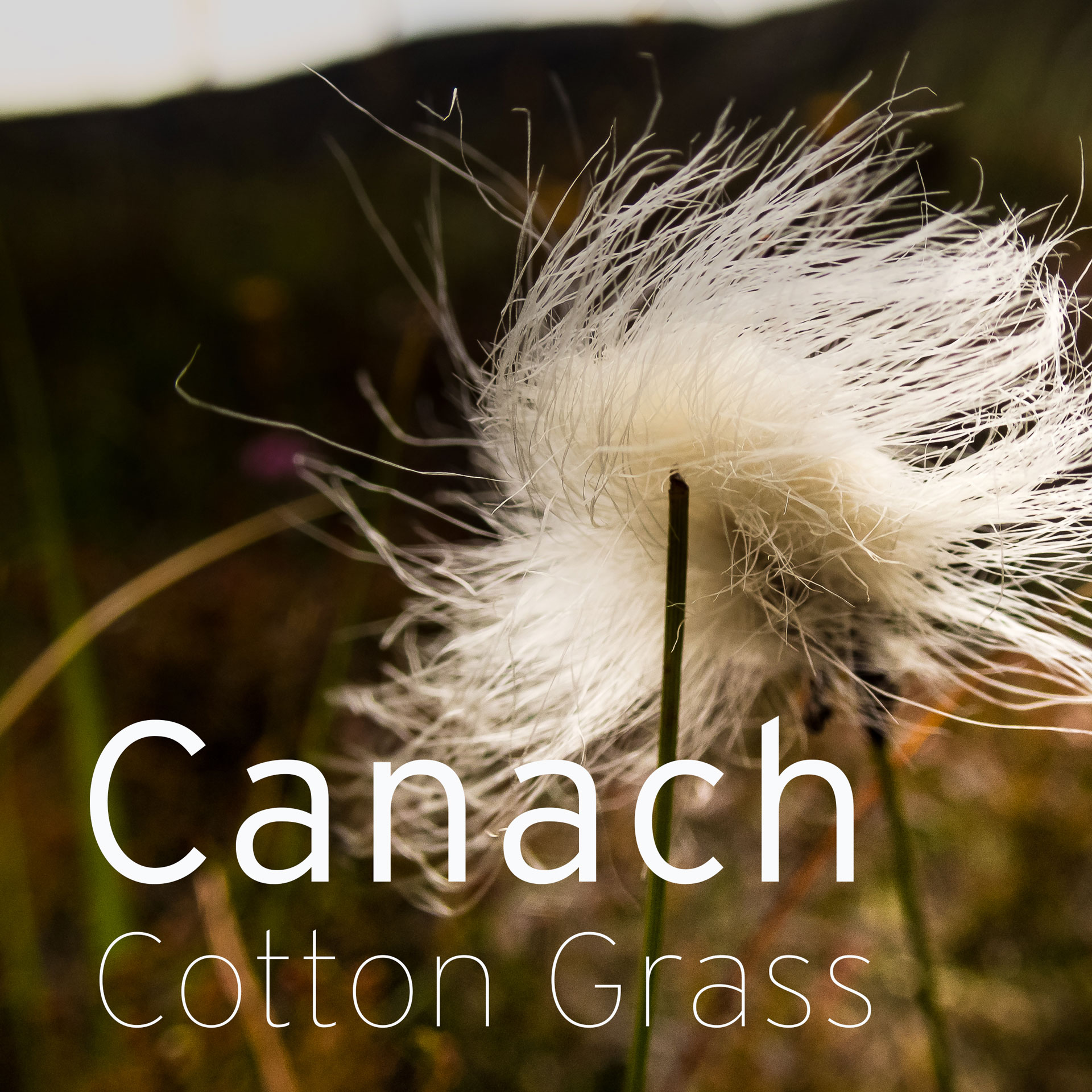 canach, cotton grass, bog cotton