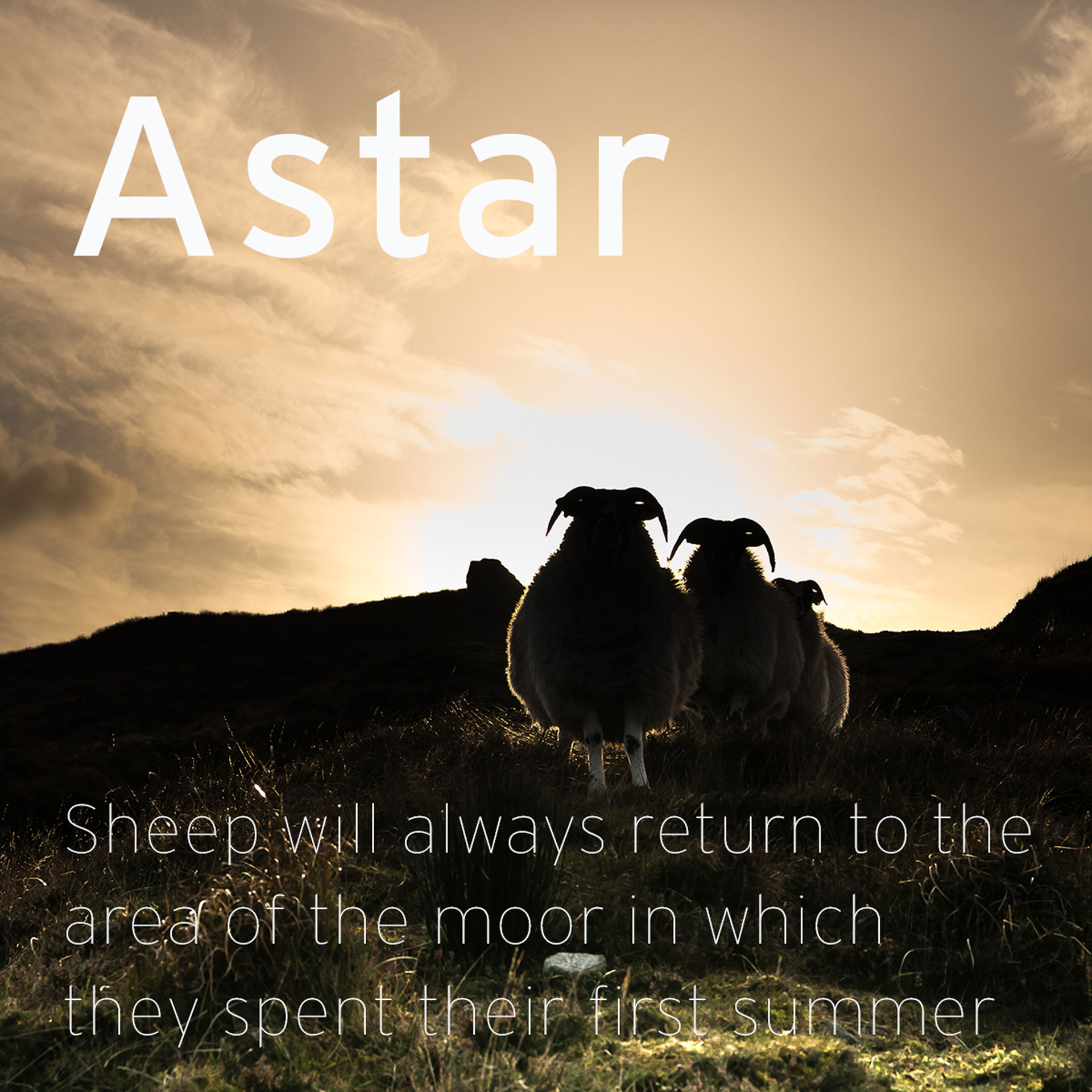 silhouette of sheep with description