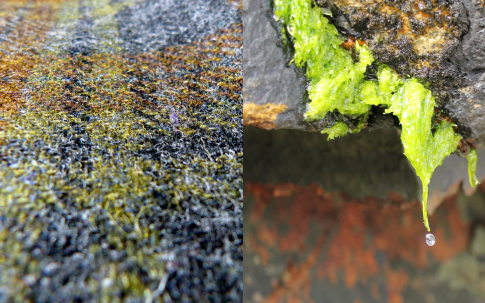 Bloomin' Algae The Harris Tweed Authority