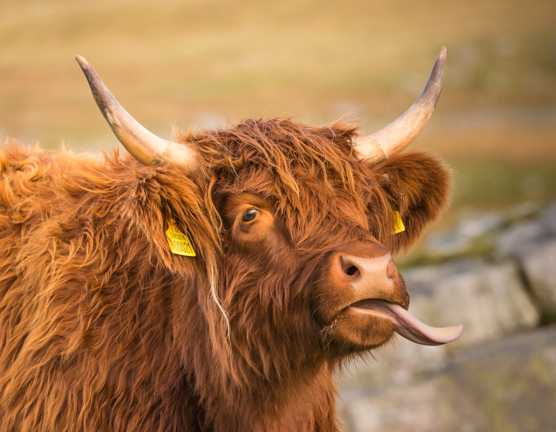 harris tweed authority highland cow lewis mackenzie