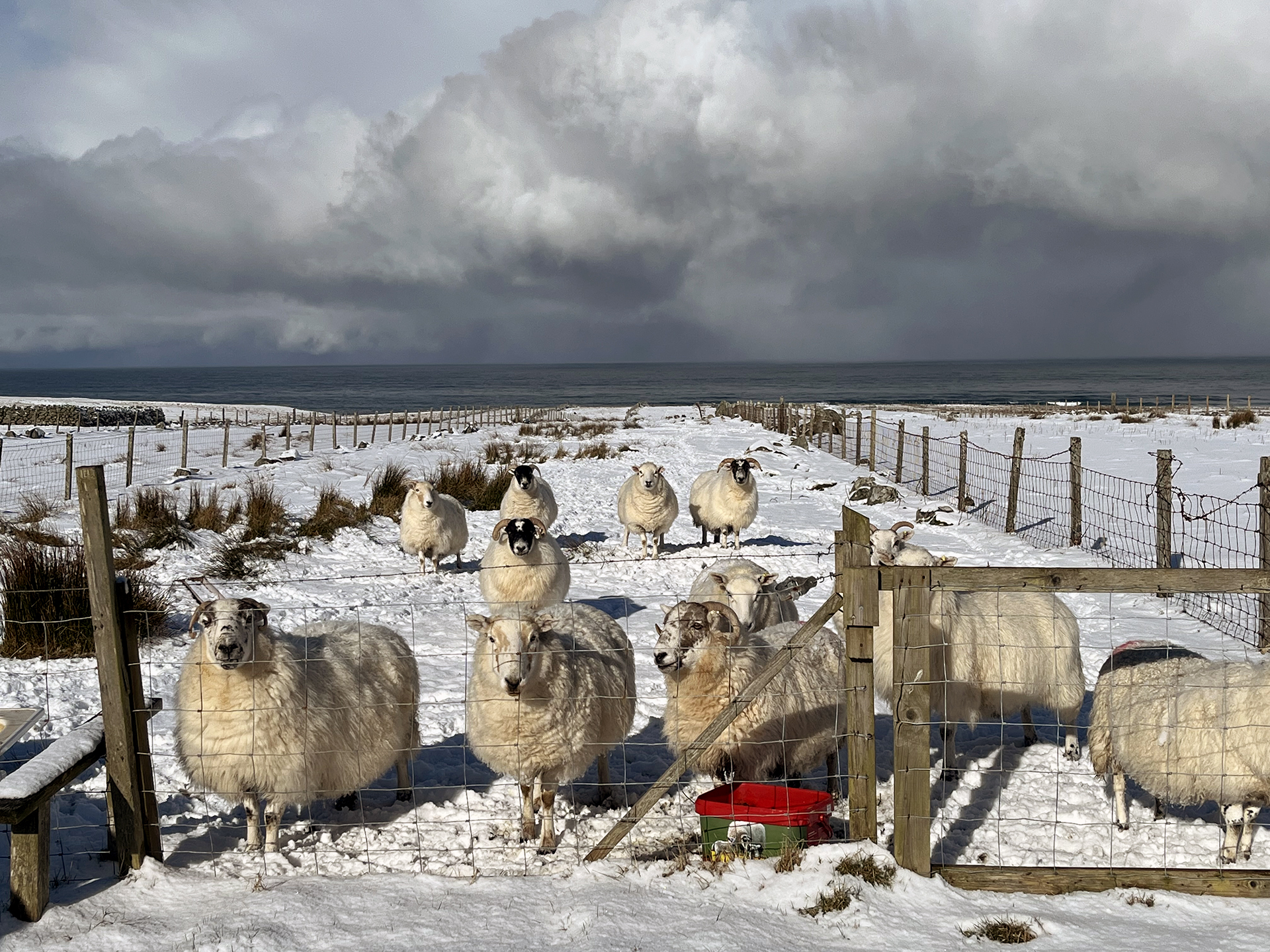 Harris tweed sheep snow March