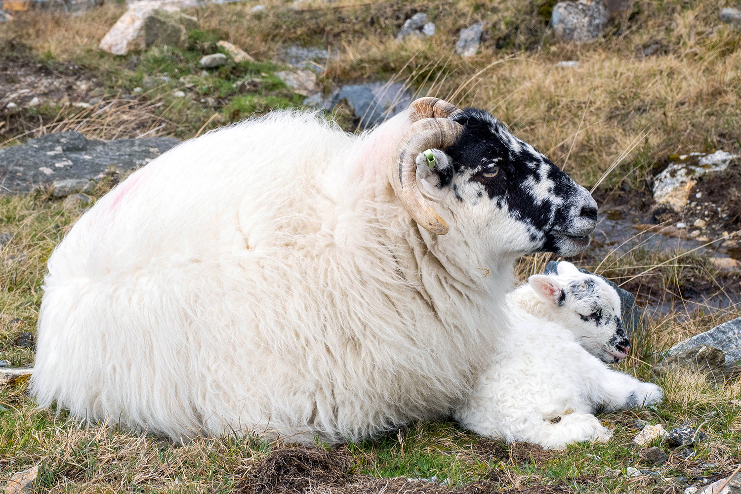 Harris tweed wool lambing