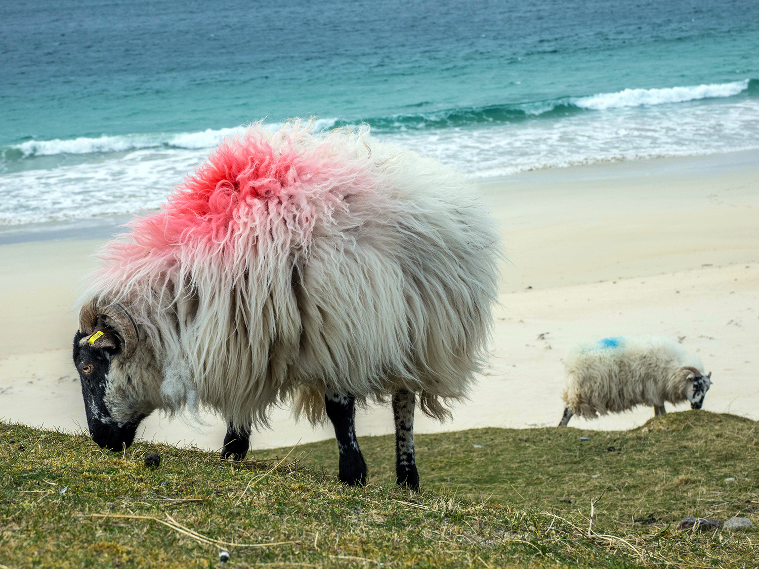 Harris tweed sheep grazing beach