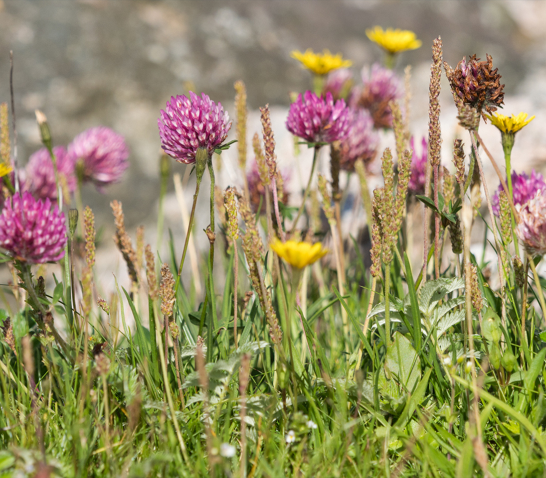Harris tweed machair wildflowers