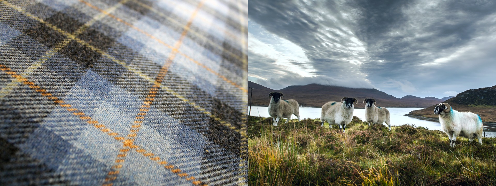 Harris tweed sheep loch seaforth