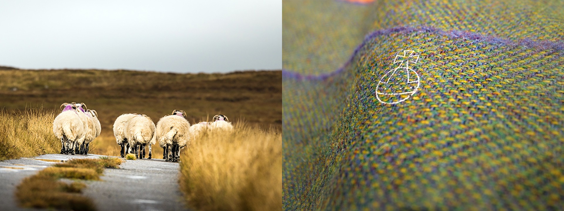 hARRIS TWEED SHEEP WALKING