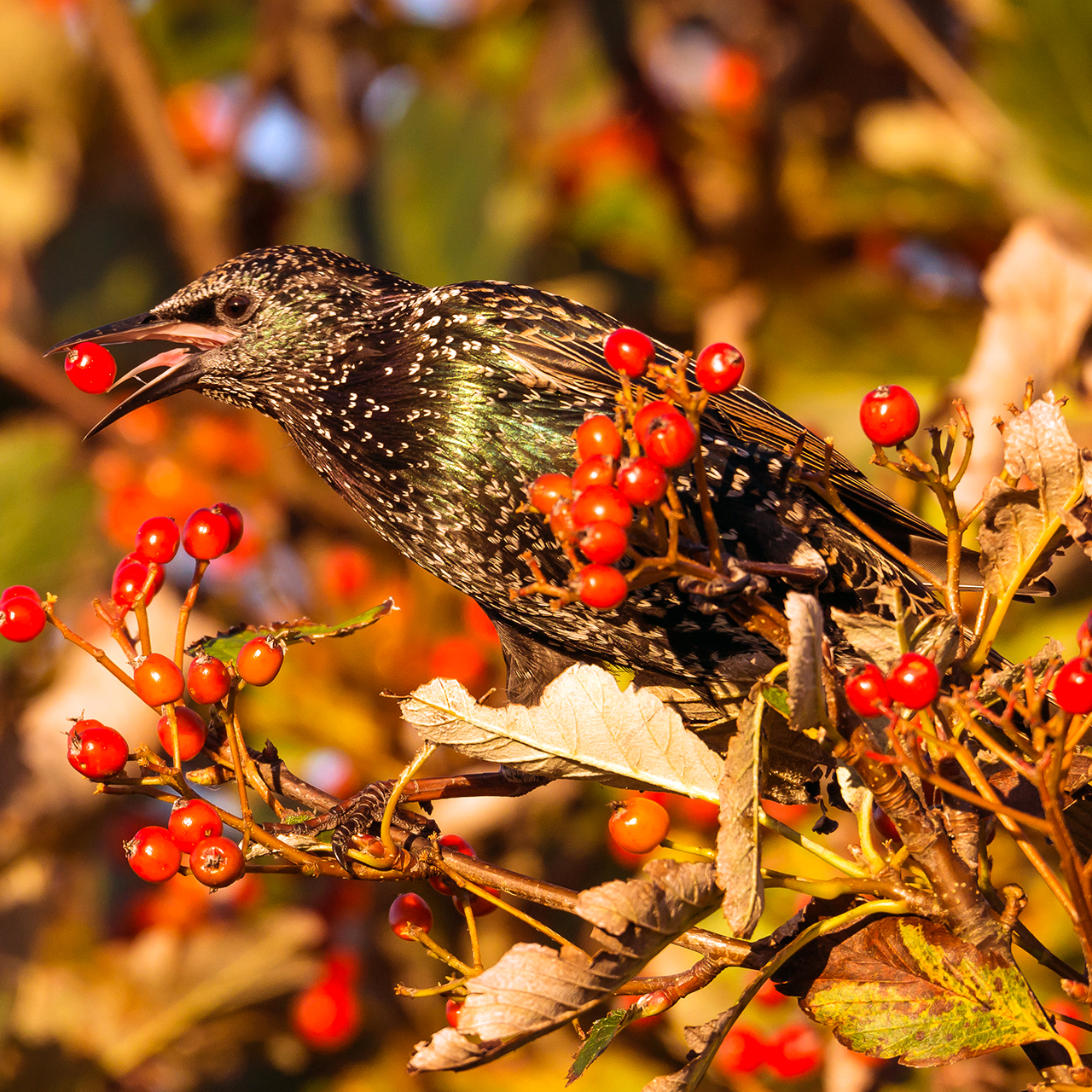 Harris Tweed Valentine's Day starling