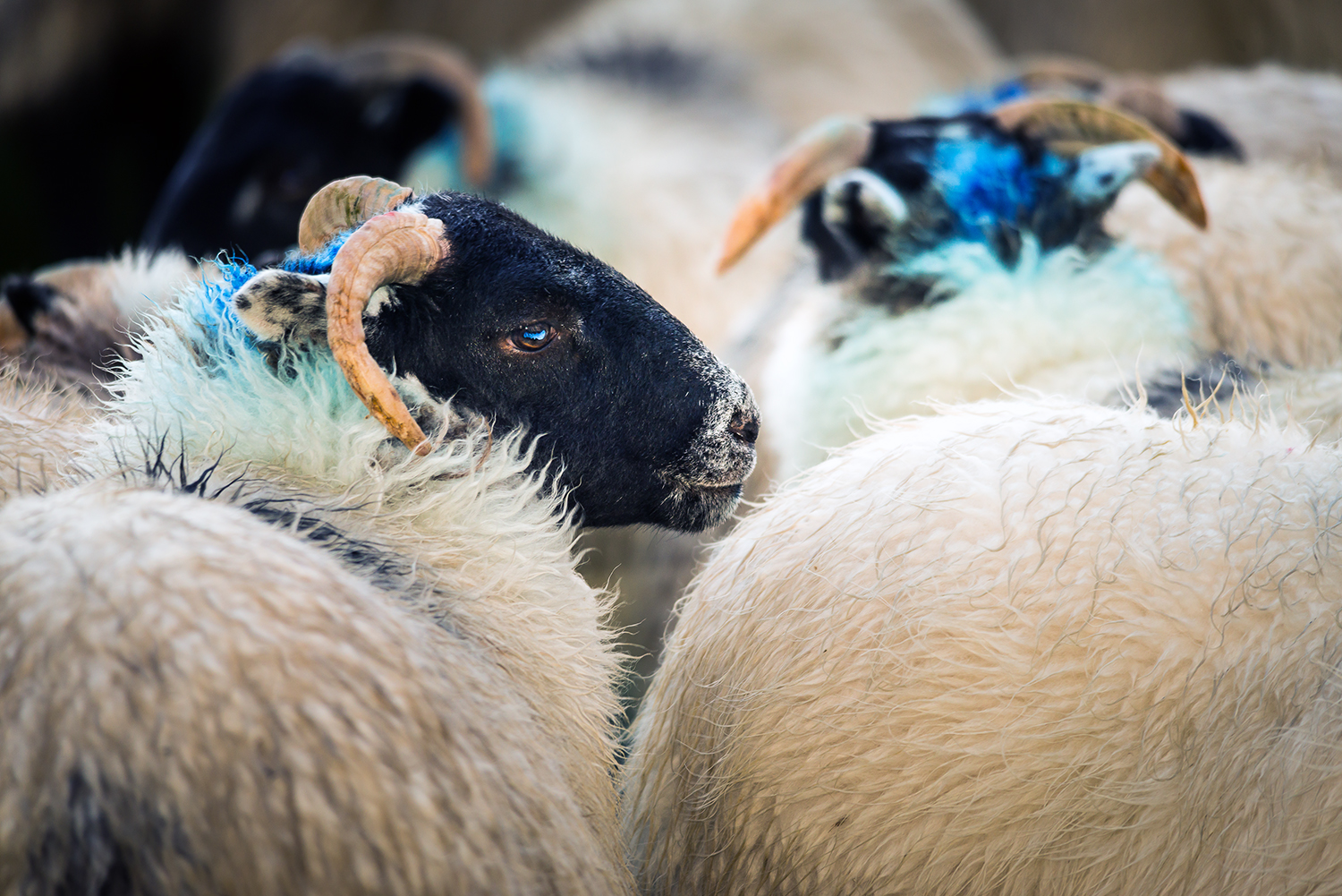 Harris tweed sheep blues