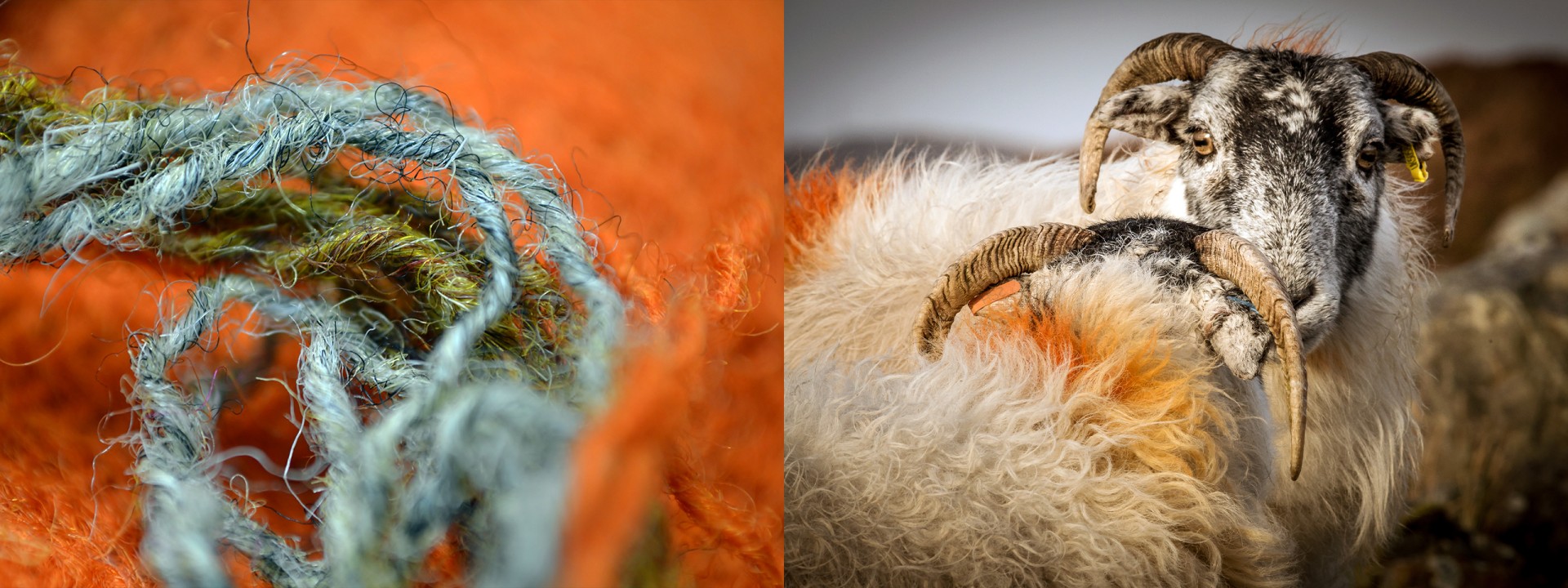 Harris tweed sheep colourful coat