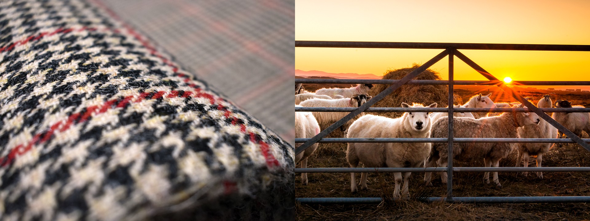 Harris tweed sheep sunset kmk