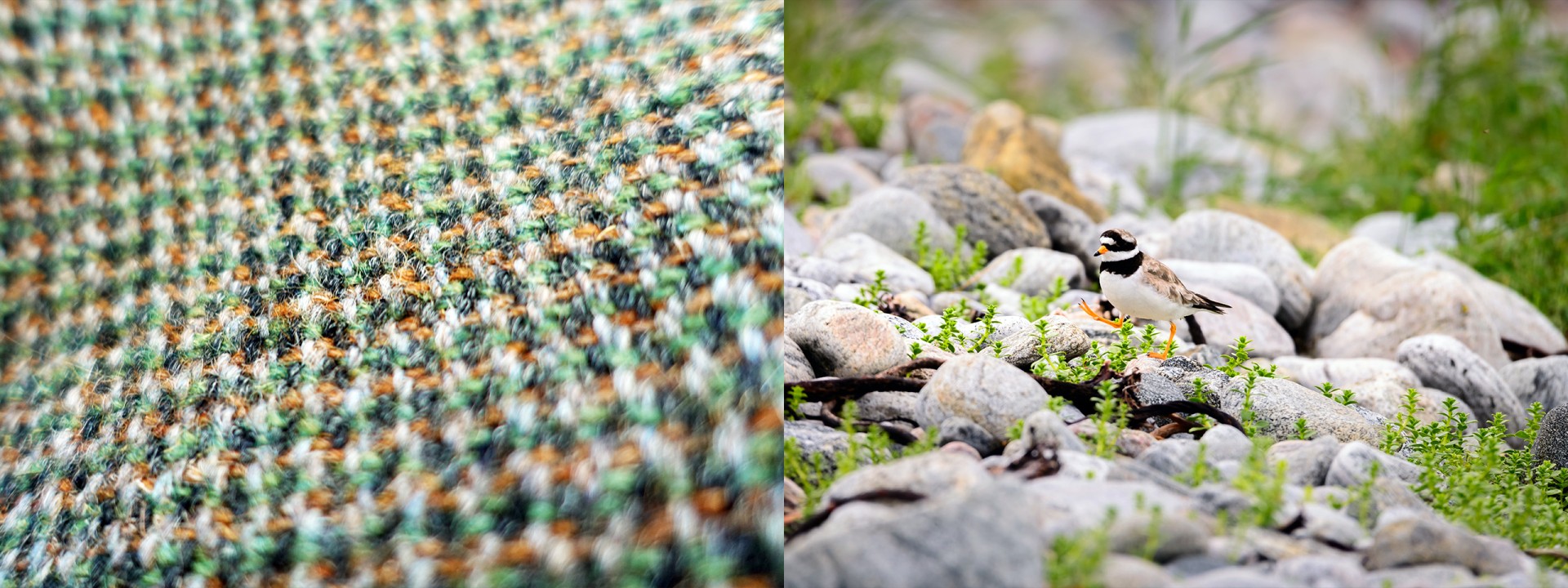 Harris tweed green ringed plover