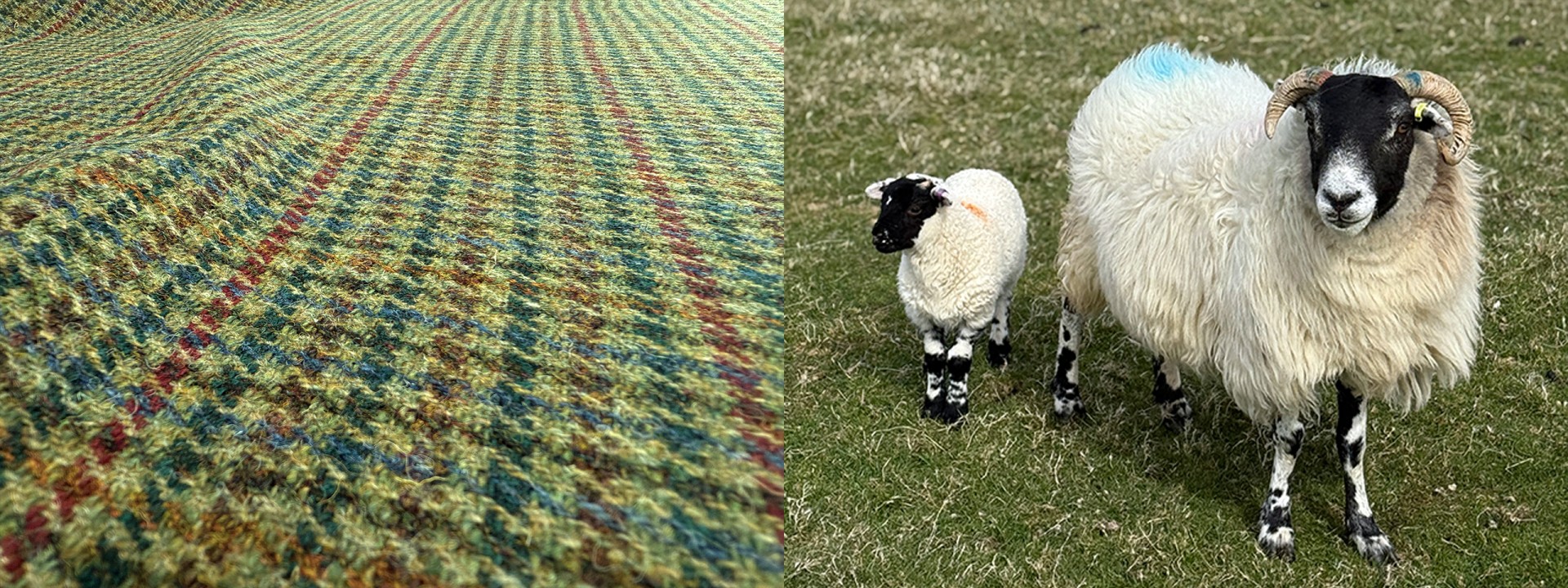 Harris tweed colour match lambing blackface