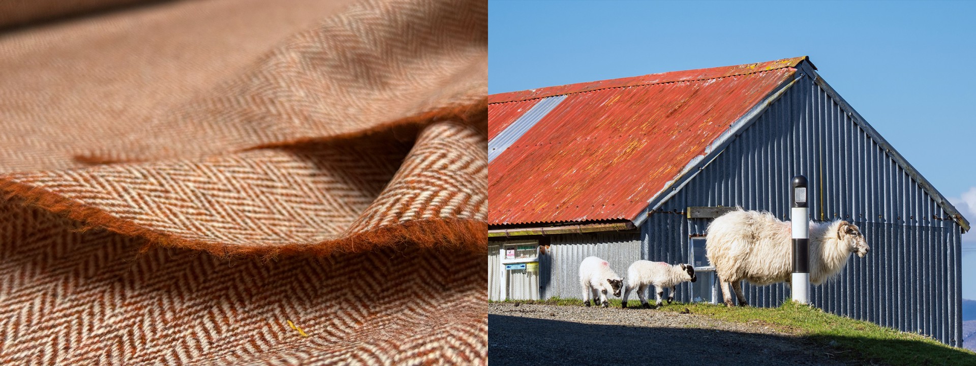 Harris tweed sheep cloth shed