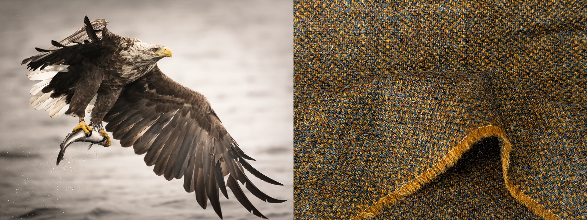Harris tweed white tailed eagle