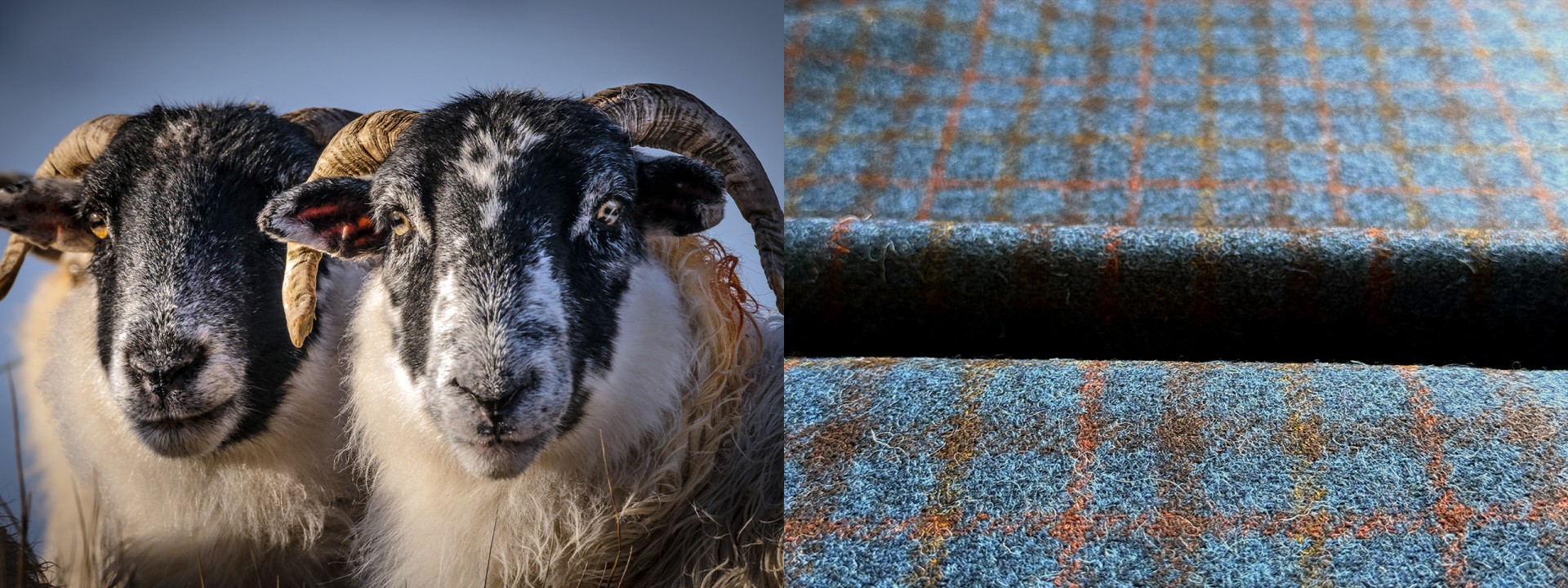 Harris tweed sheep cloth focus