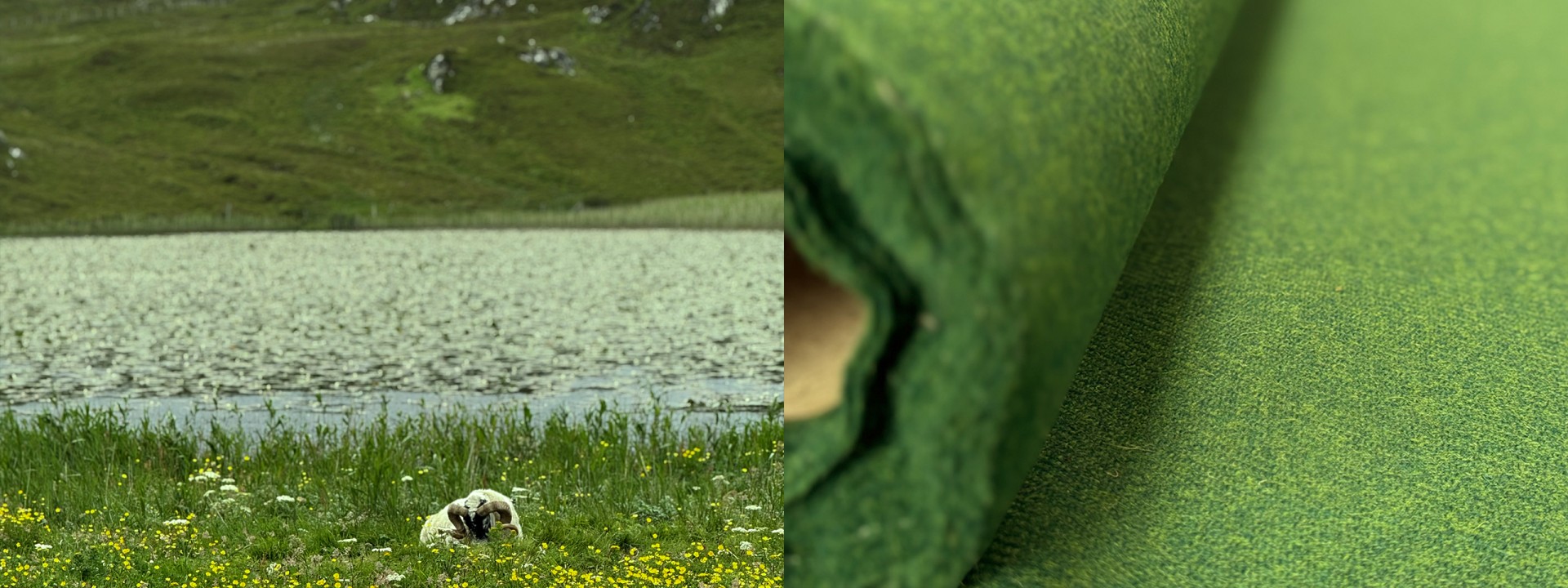 Harris tweed ram loch green