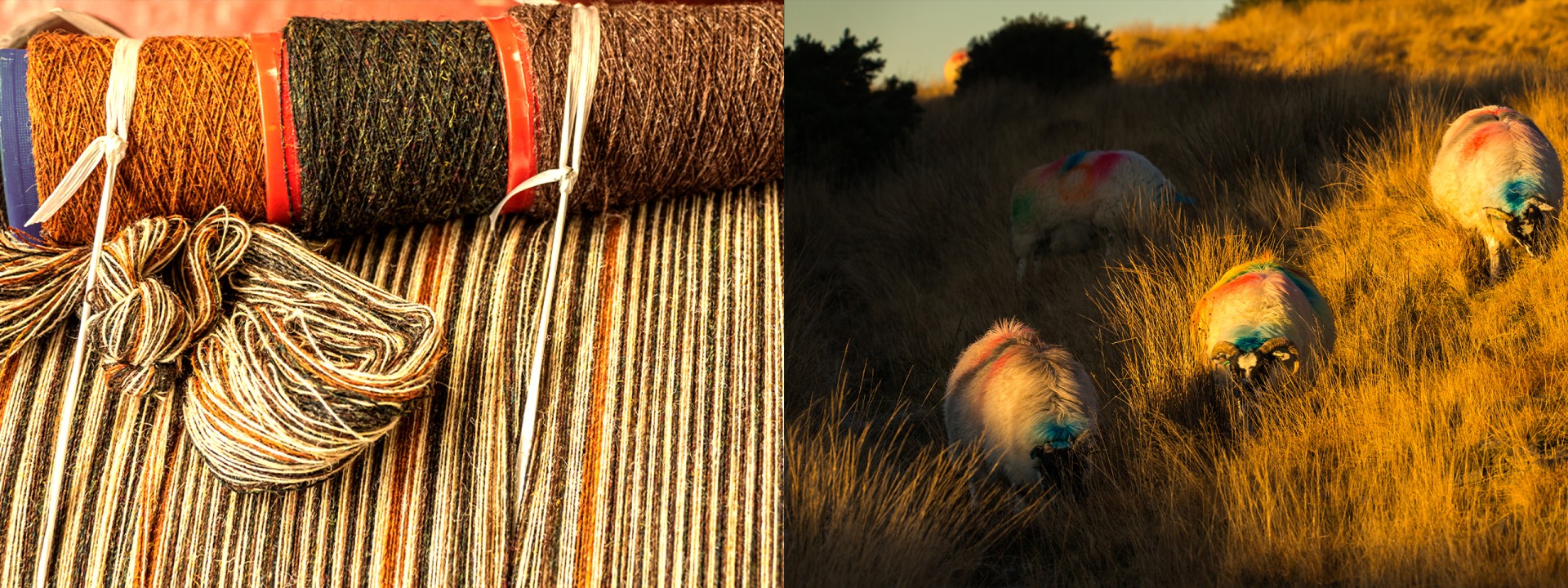 Harris tweed sheep winter sunset