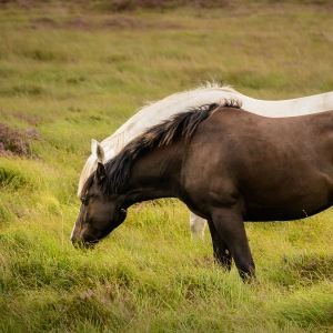 Harris Tweed carloway mill cloth horses