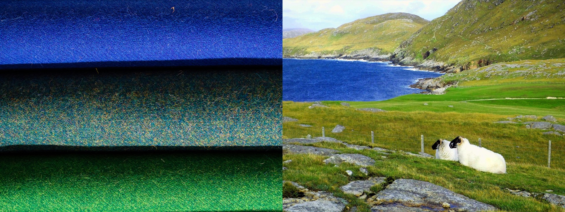 Harris Tweed sheep landscape gazing