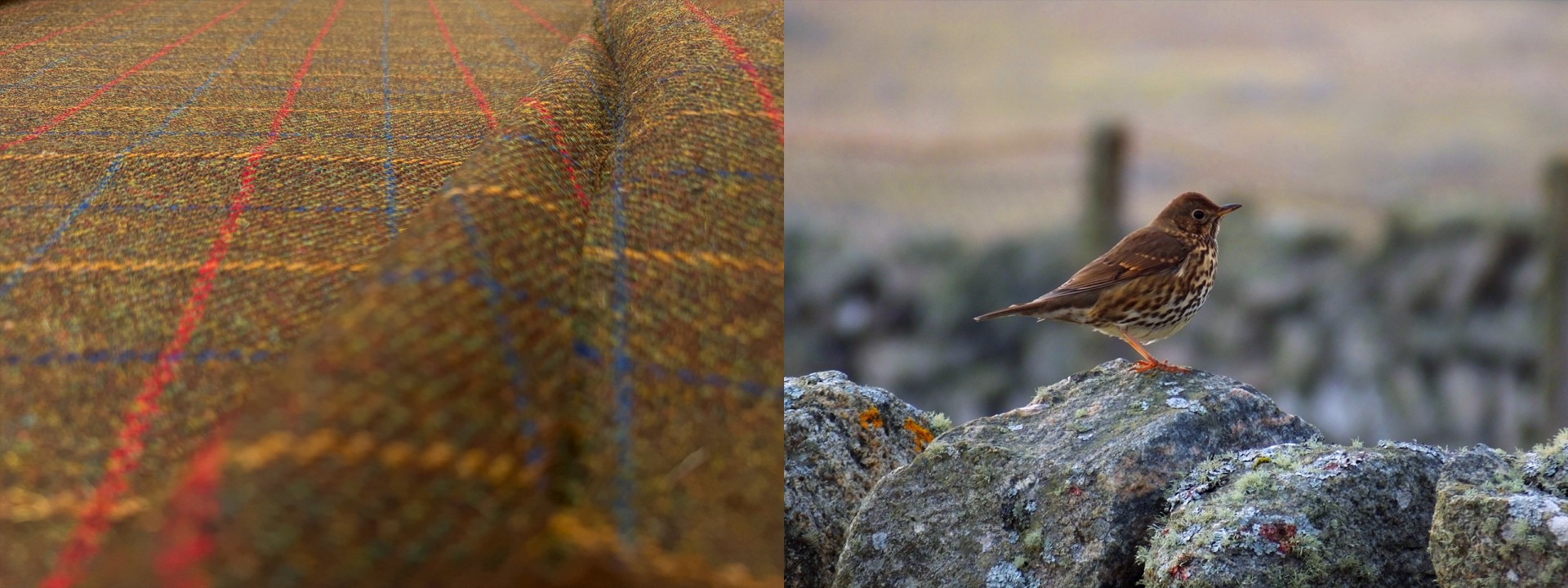 Harris tweed bird wildlife brown