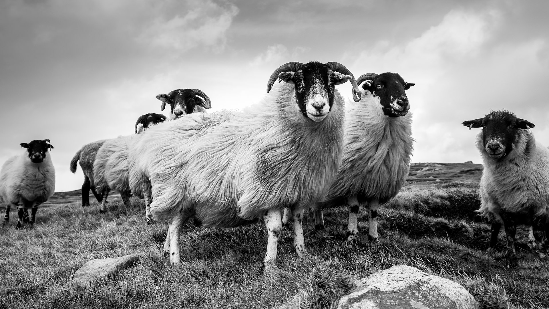Harris Tweed
