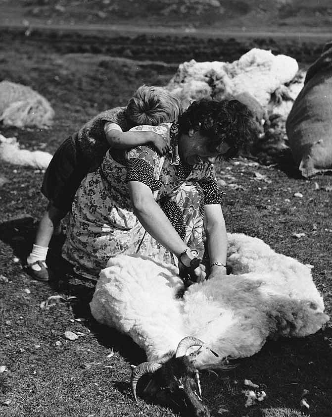 harris tweed authority archive sheep shearing