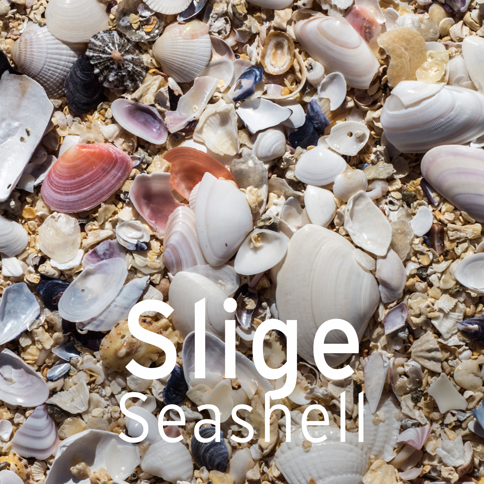 harris tweed authority coastal word of the week seashells janet miles