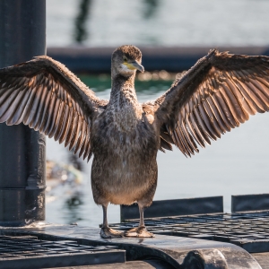 Harris Tweed Authority Cormorant Photographer Lewis Mackenzie