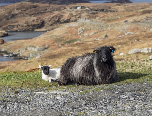 harris tweed authority easter weekend spring lambs janet miles