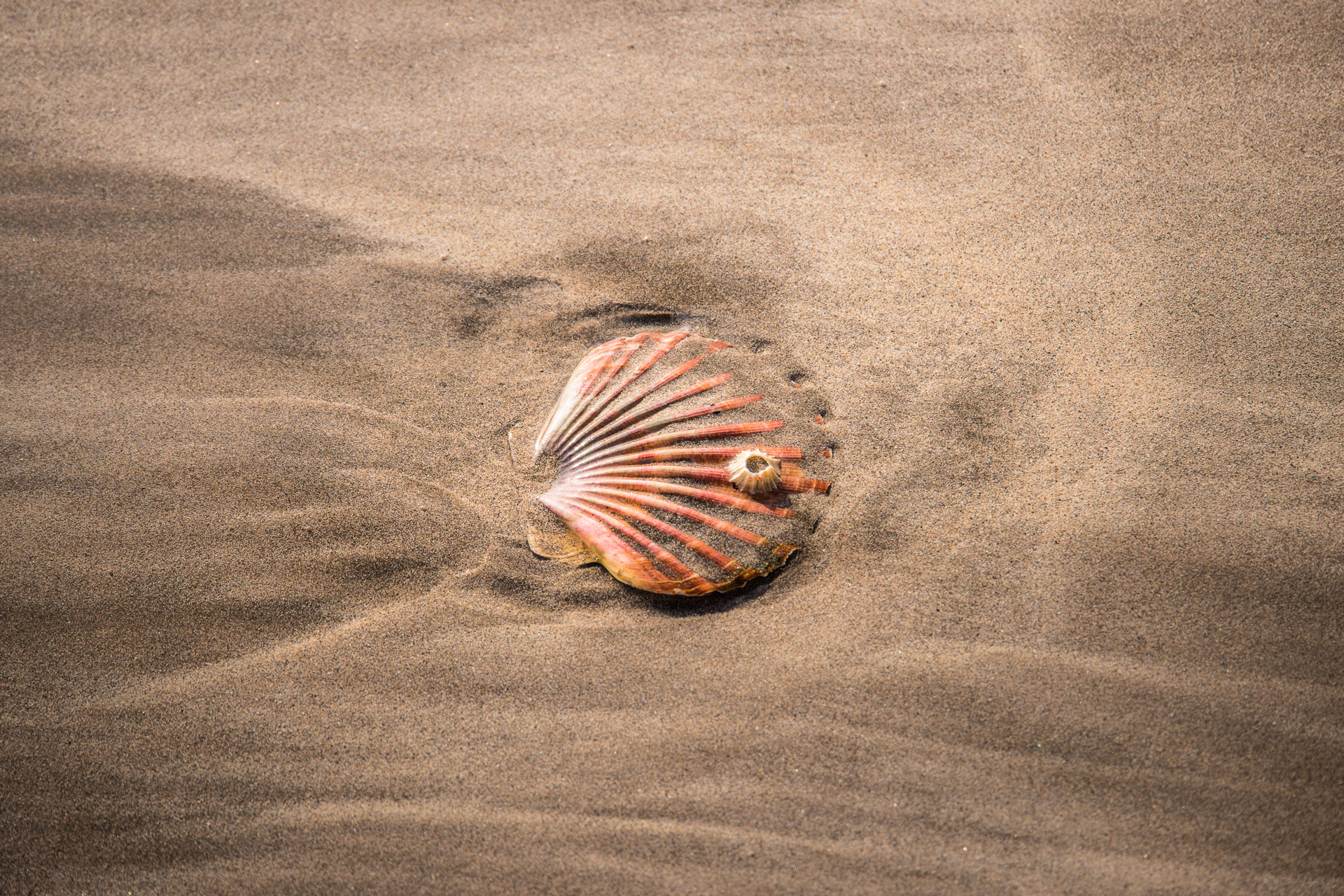 harris tweed authority pink scallop shell in the sand lewis mackenzie