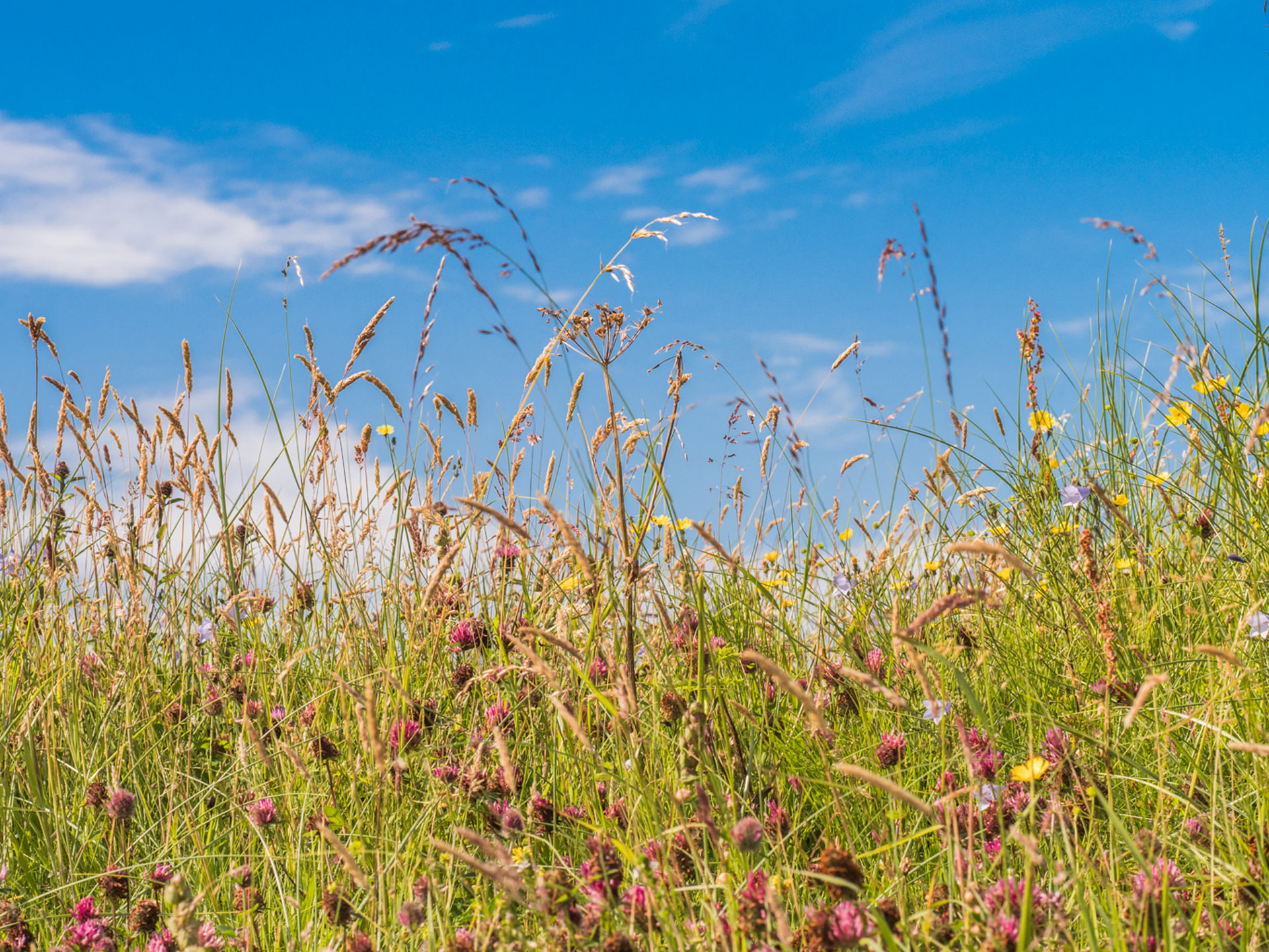 machair grasses