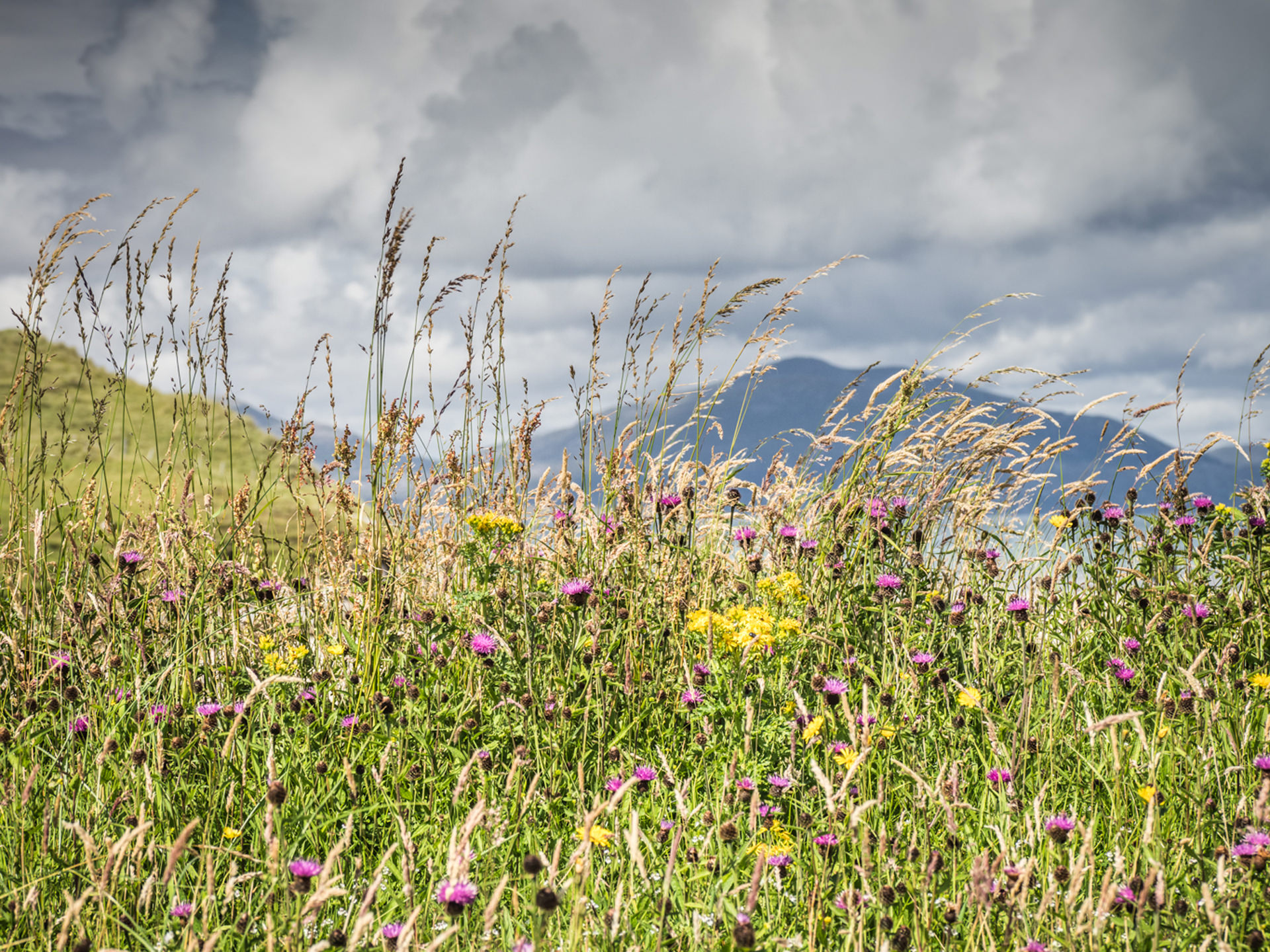 machair flowers