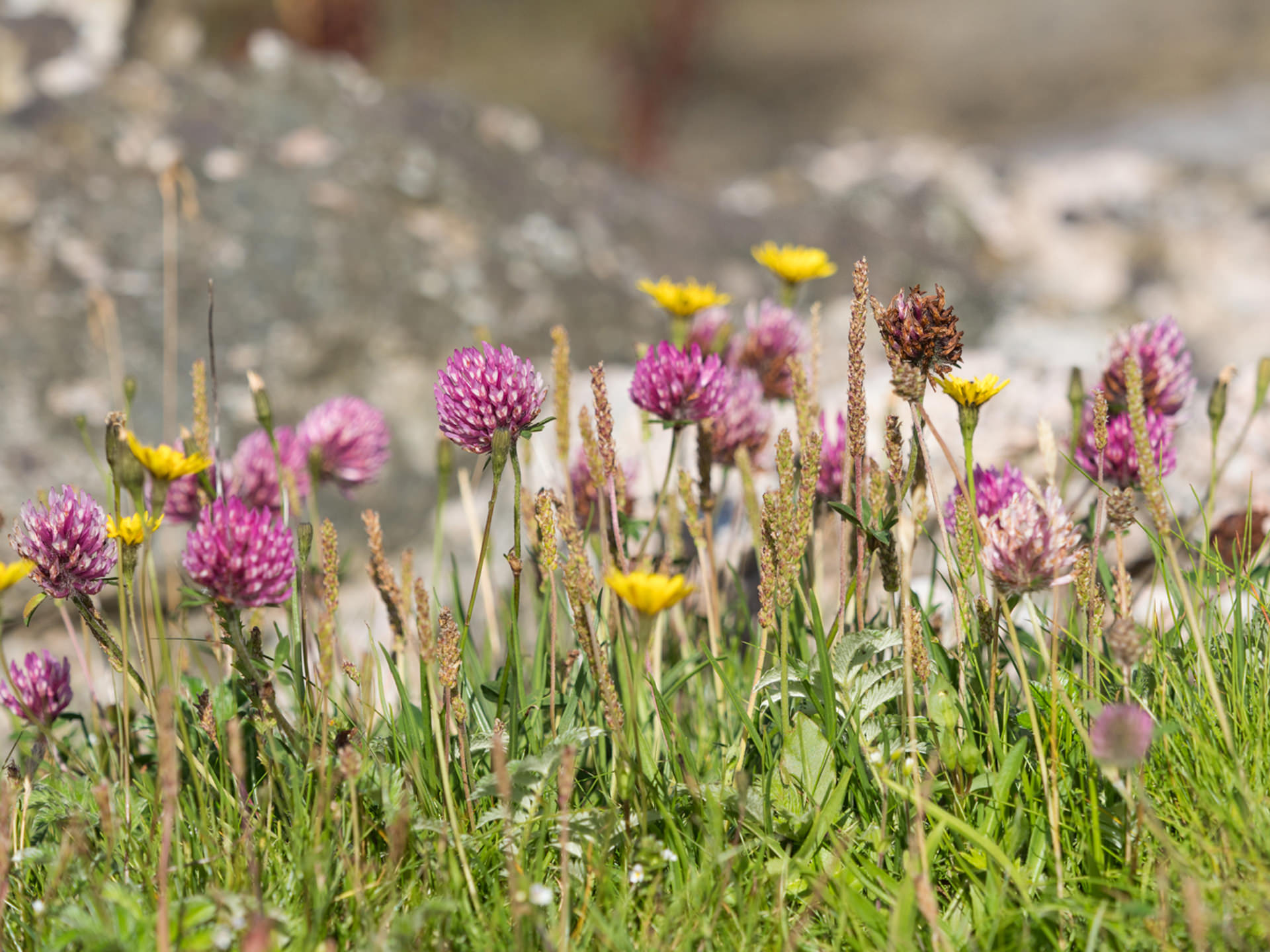 sea pinks on machair