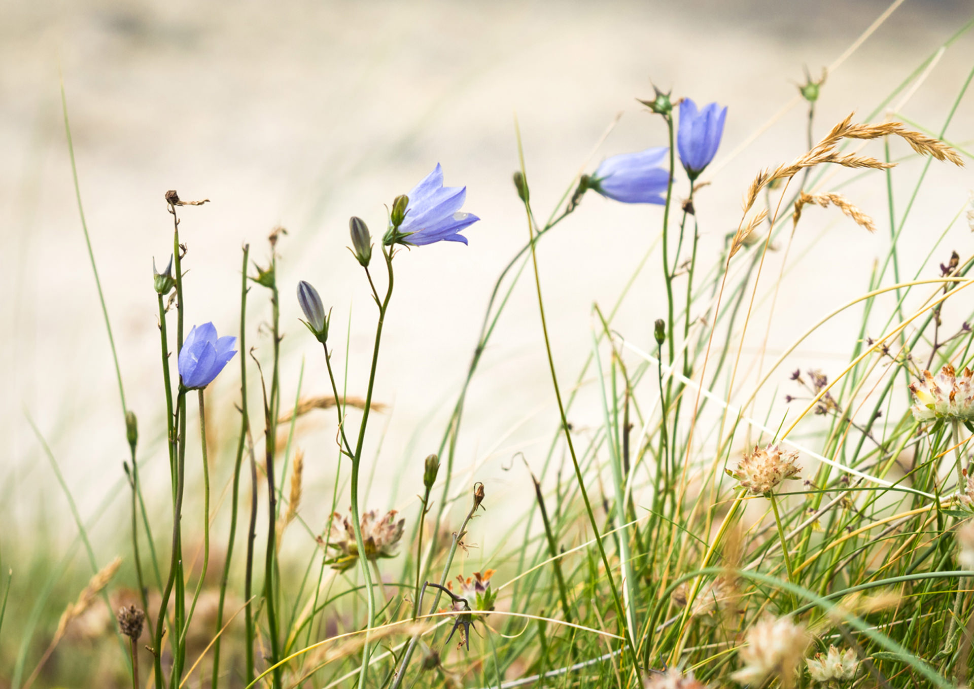 harebells on machair