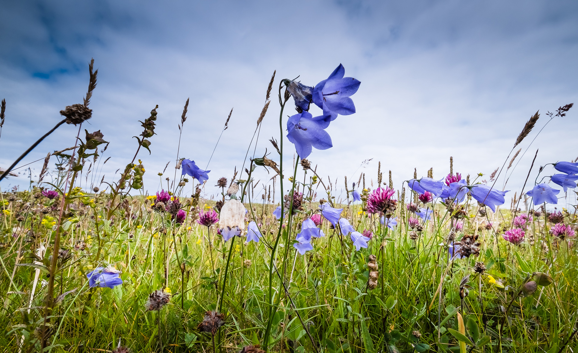 harris tweed authority harebell lewis mackenzie