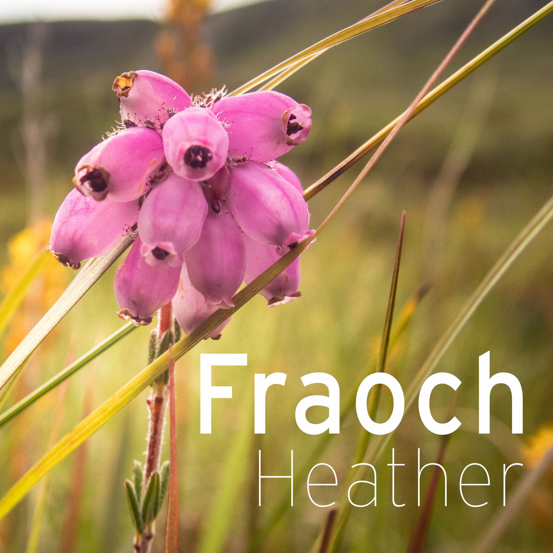 heather with description