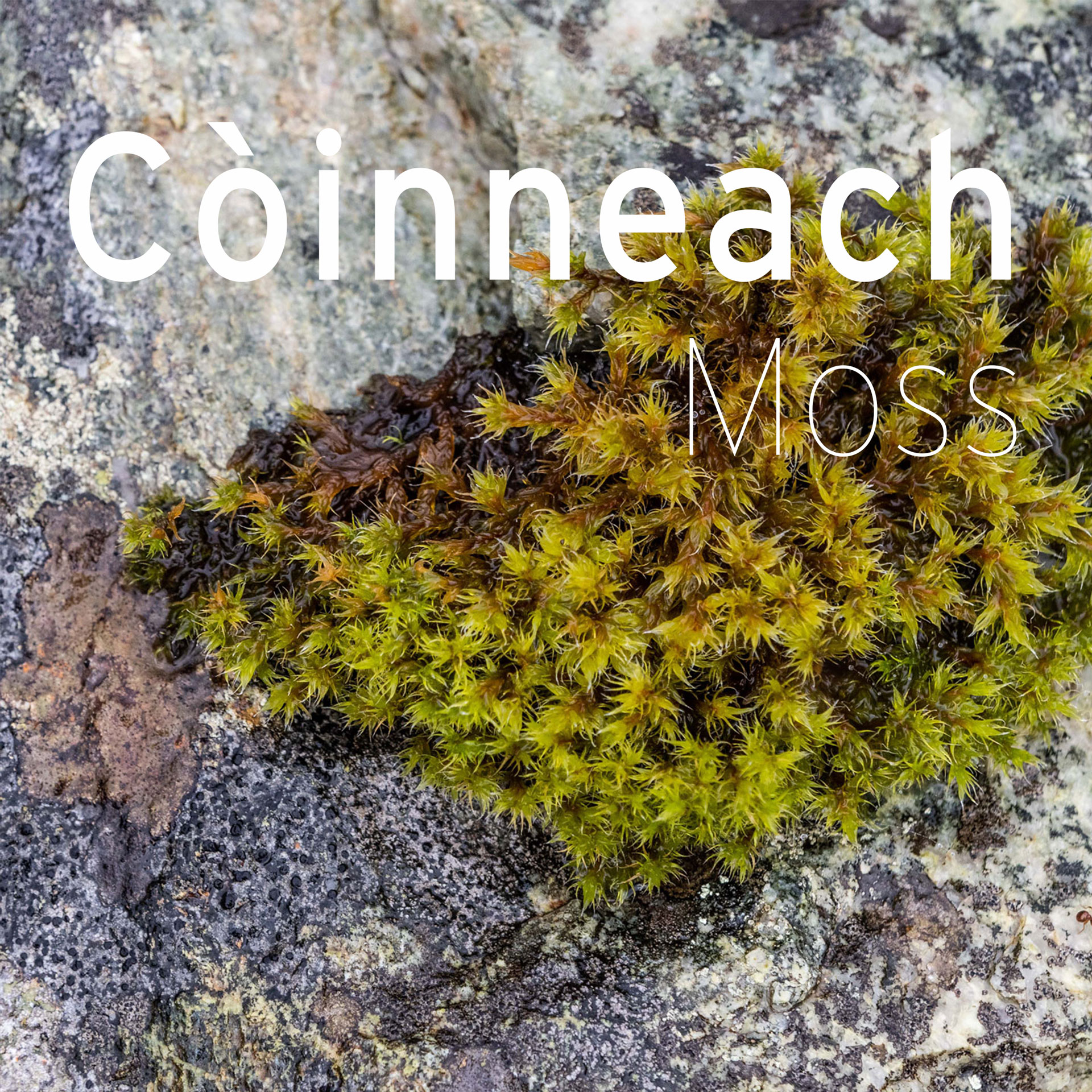 moss with gaelic annotation