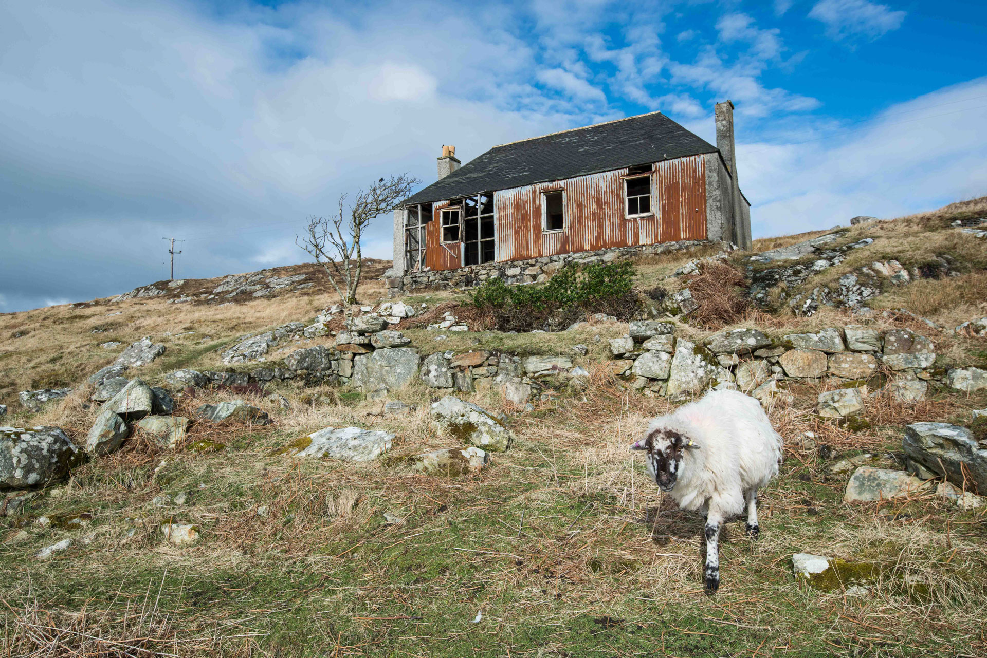 harris sheiling and sheep