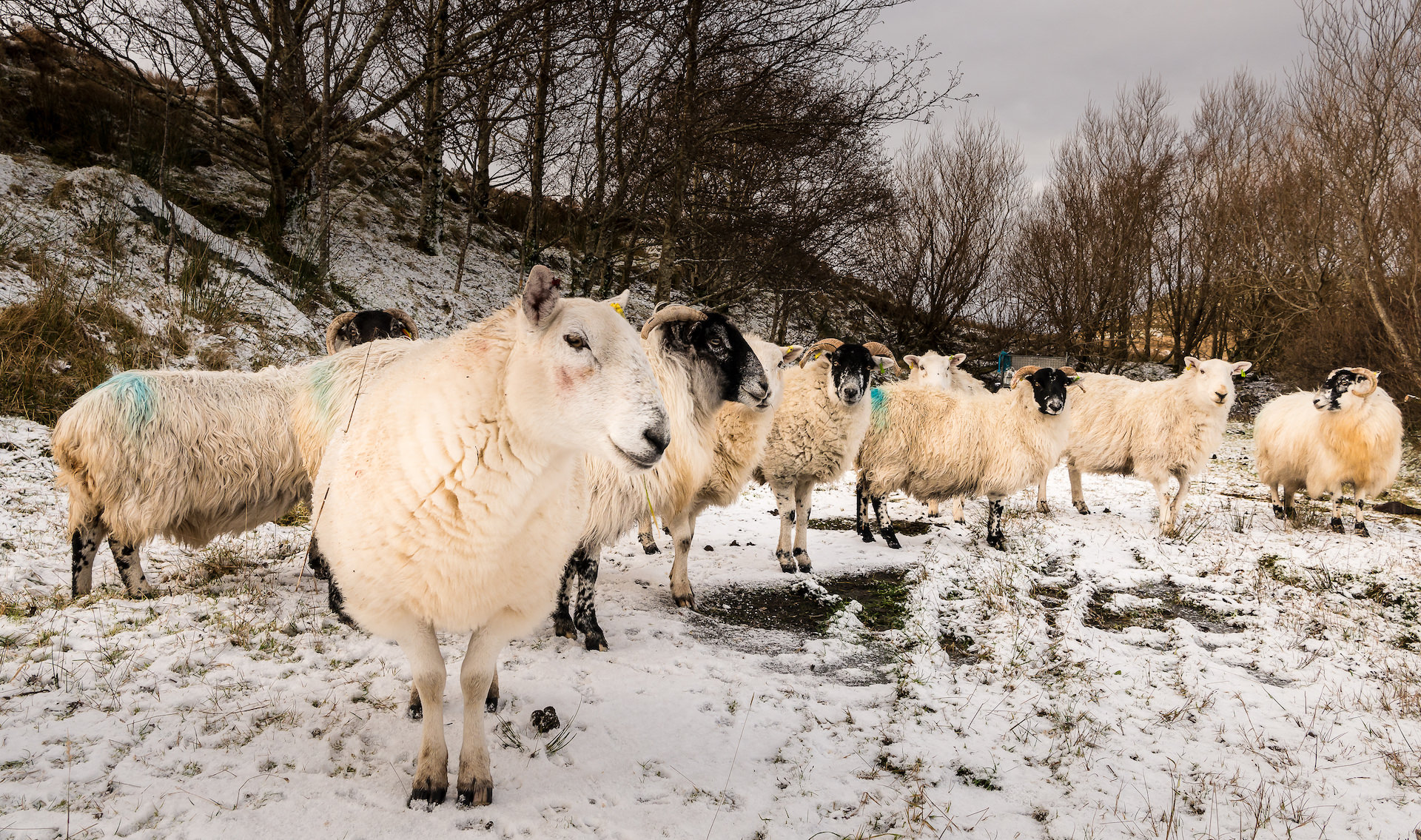 sheep in snow