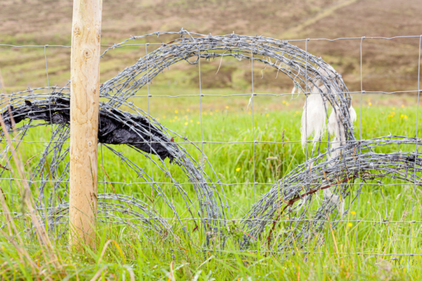 Harris Tweed® wool caught in fence
