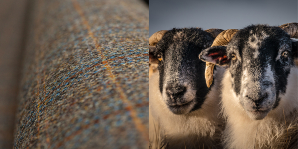 harris_tweed_authority_colour-match-sheep-lewis-mackenzie