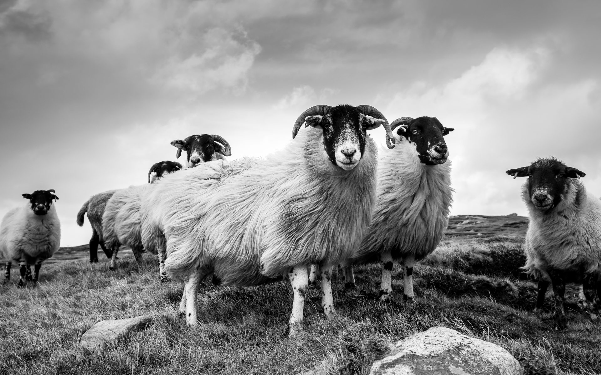 black and white sheep