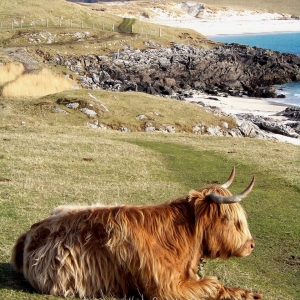 highland-cow-calum-stewart