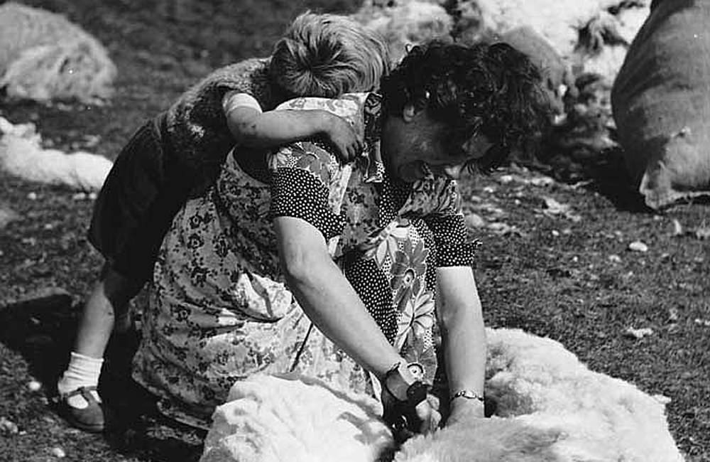 1. Process Shearing & Wool Gathering The Harris Tweed Authority